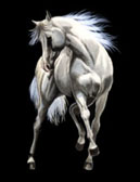 Arabian Equine art - He is Legend